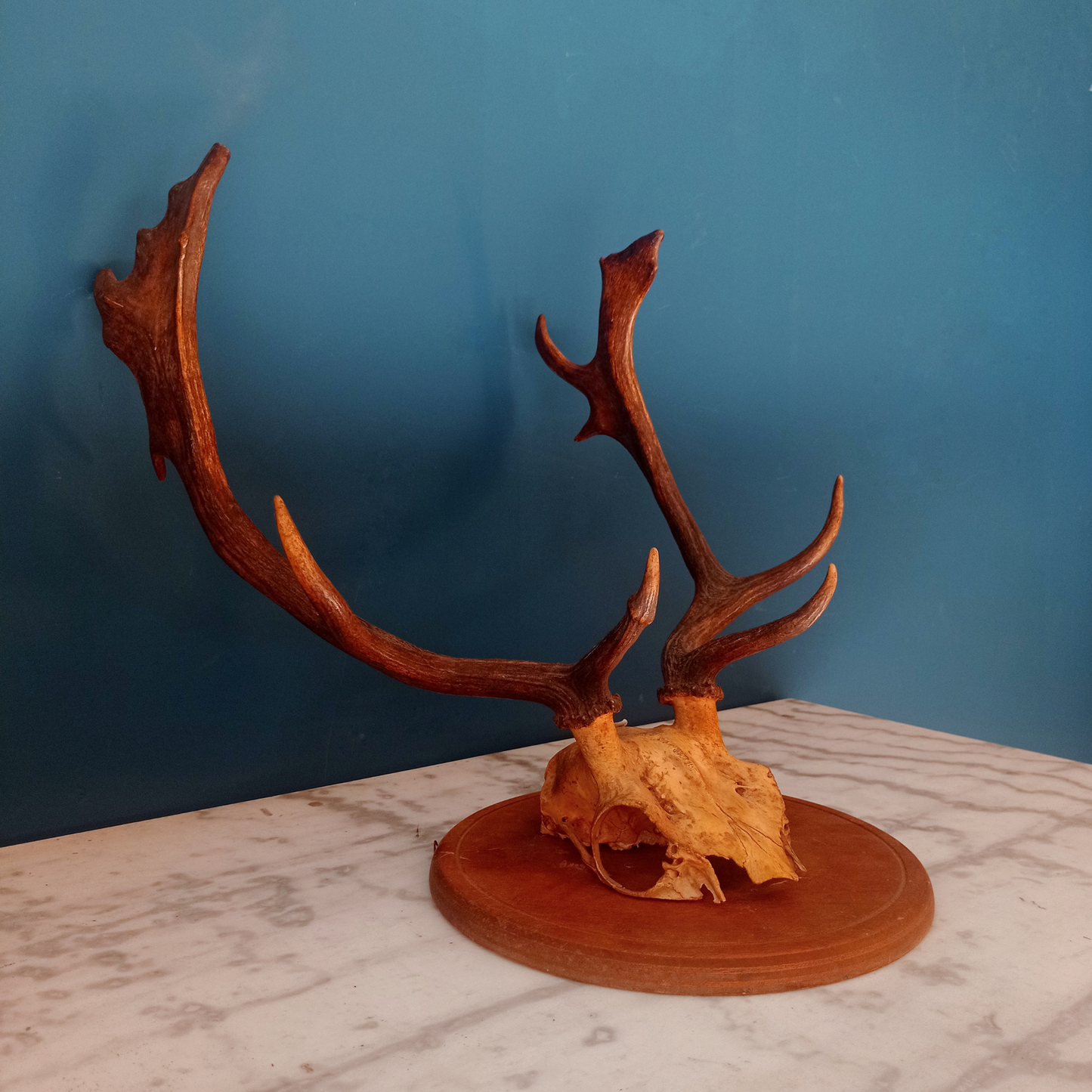 Corna di cervo su base in legno - primi del '900 – Alessandro Esposito -  vendita e restauro mobili